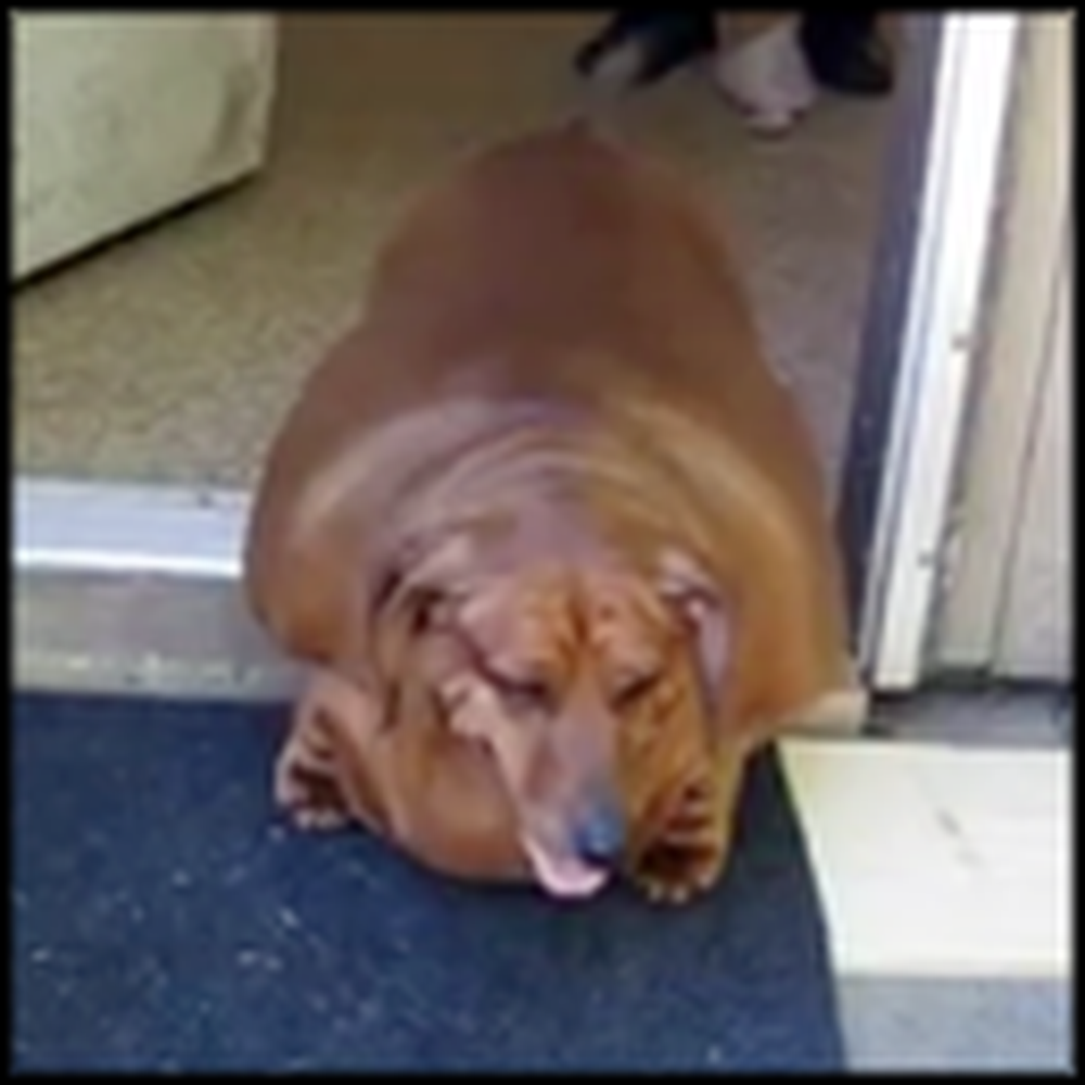 Extremely Overweight Wiener Dog Gets Some Help