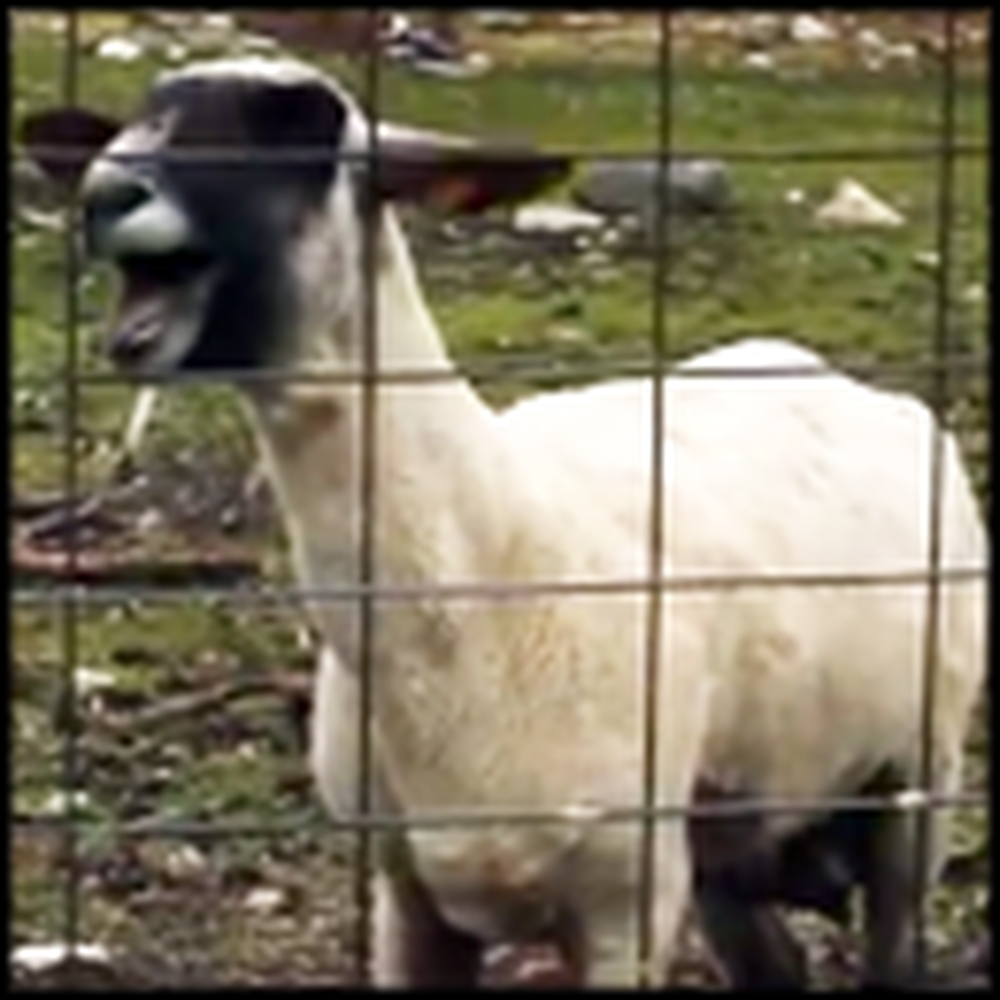 What This Sheep Randomly Does is Absolutely Hilarious