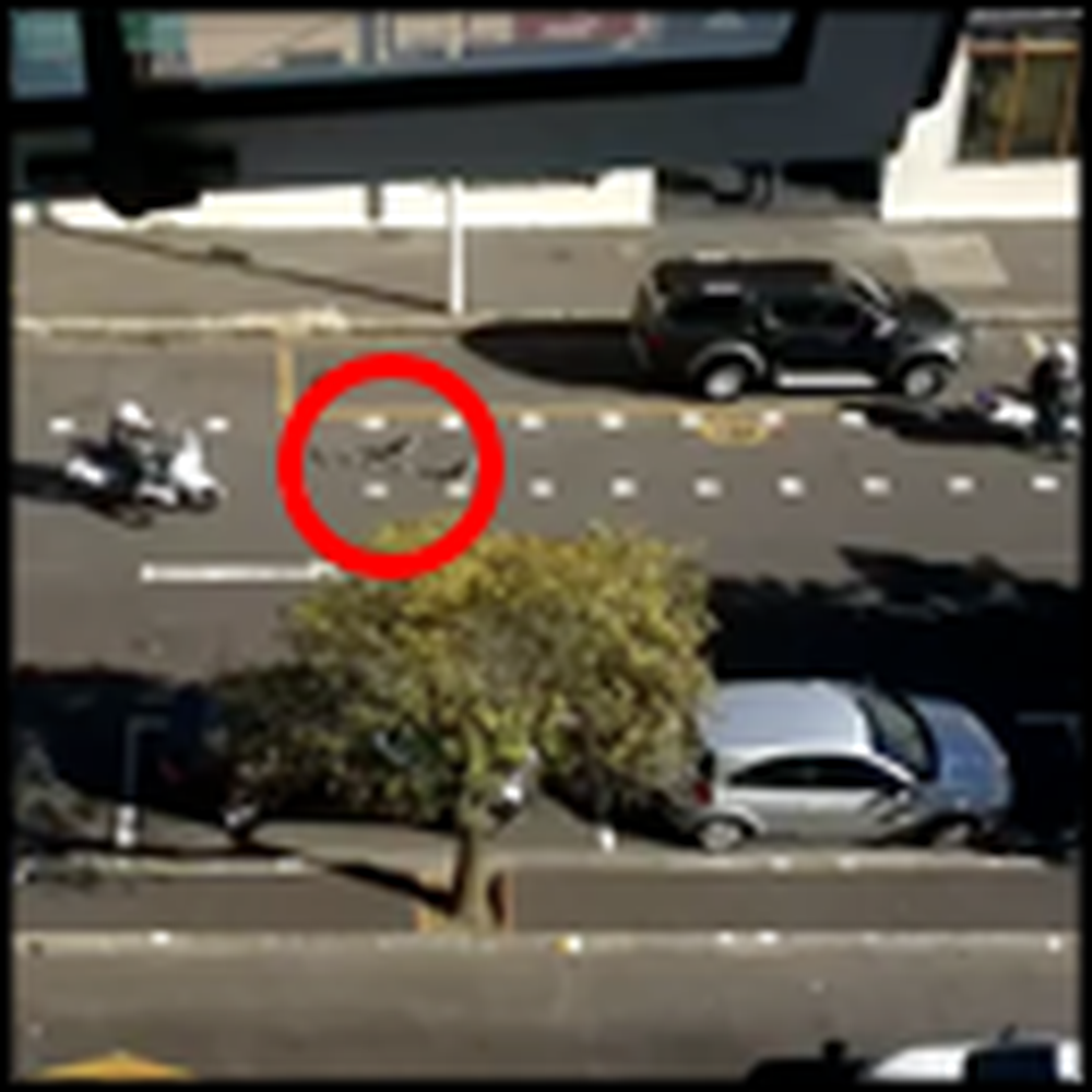 Family of Geese Get Trapped in the Middle of Traffic - But Watch This
