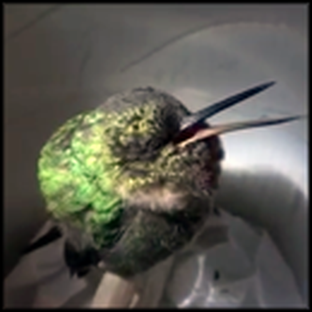 A Snoring Hummingbird That Will Make Your Day