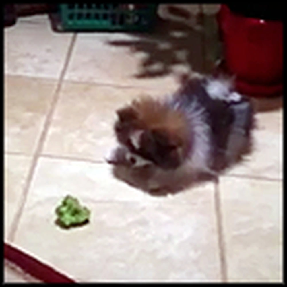 Adorable Pomeranian Puppy Doesn't Trust a Piece of Broccoli