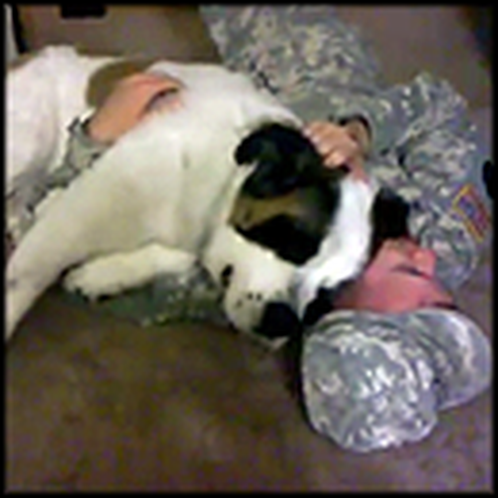 Huge St Bernard Gives a Loving Welcome Home to Daddy