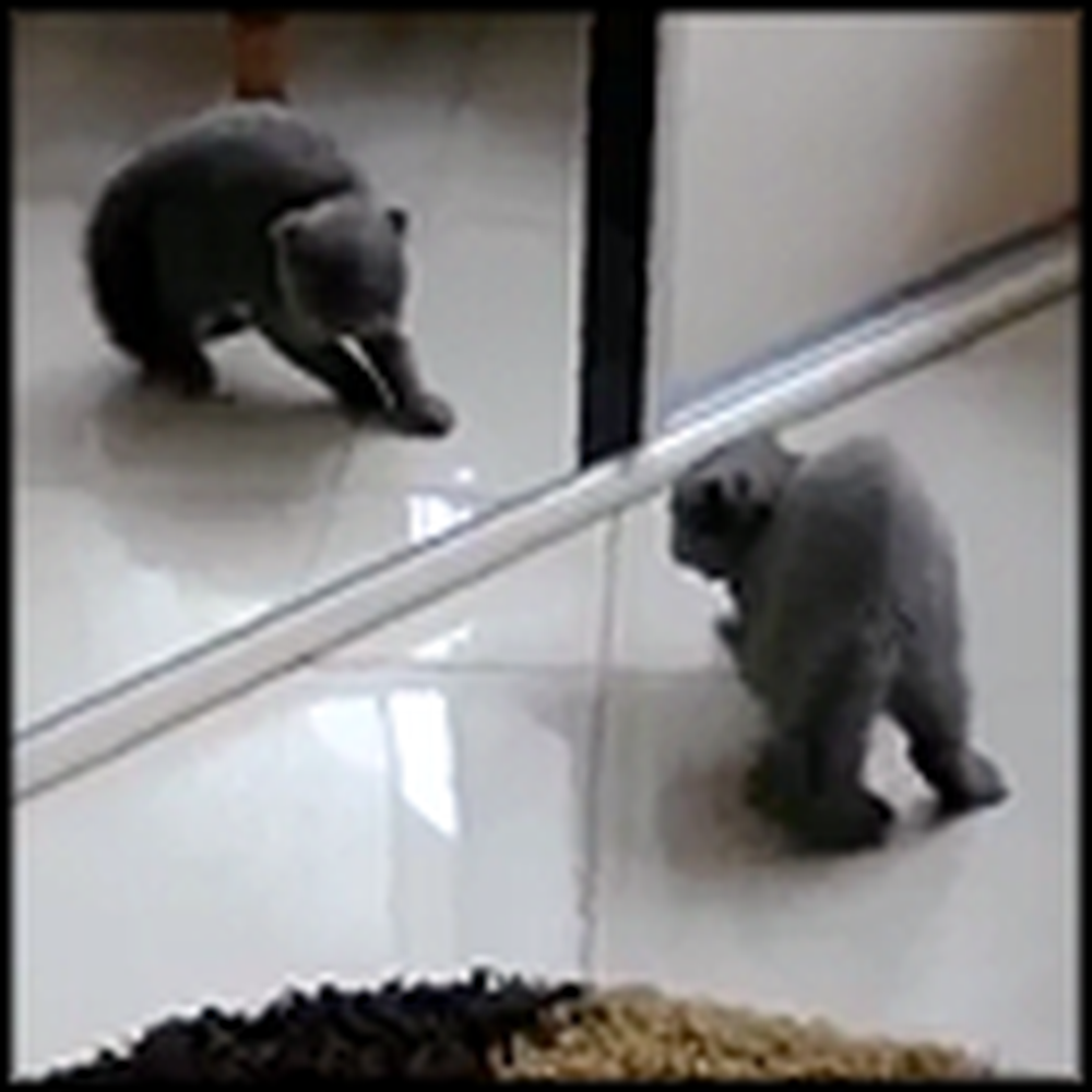 Cute Kitty Battles Himself in the Mirror - Aww
