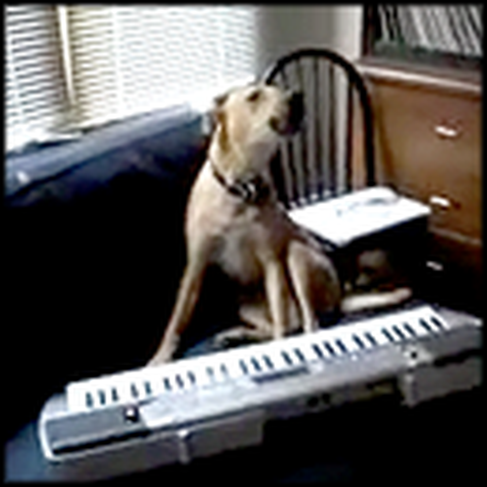 Meet the Dog that Sings and Plays Keyboard