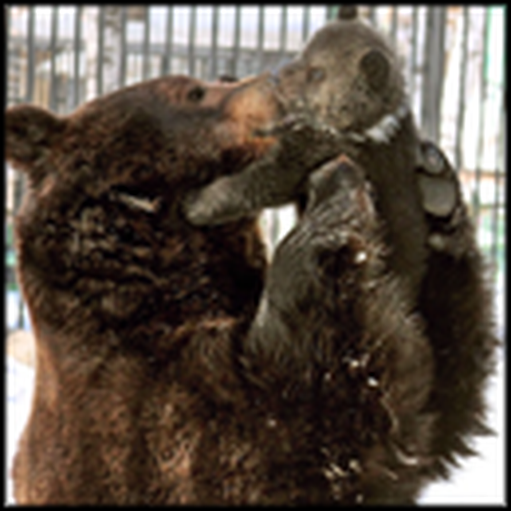Father Bear Cuddles With His Cub - So Heartwarming