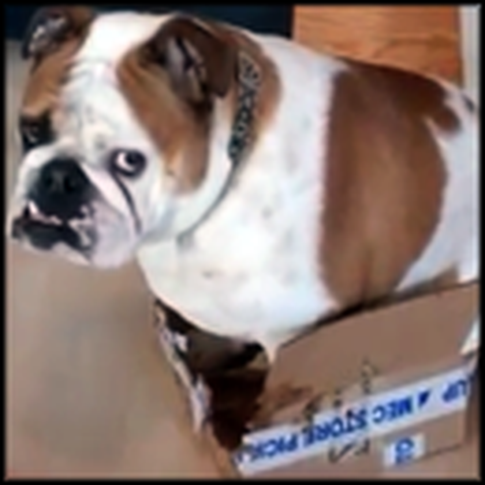 Bulldog Decides a Small Box is Just the Right Size