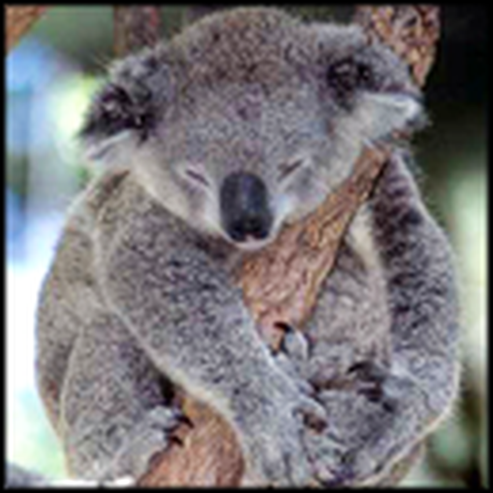 What Happens to this Trapped Koala Bear Will Melt Your Heart