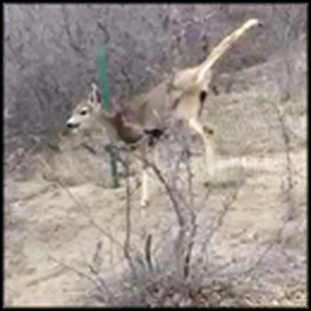 Poor Deer Trapped in a Fence Gets Some Help