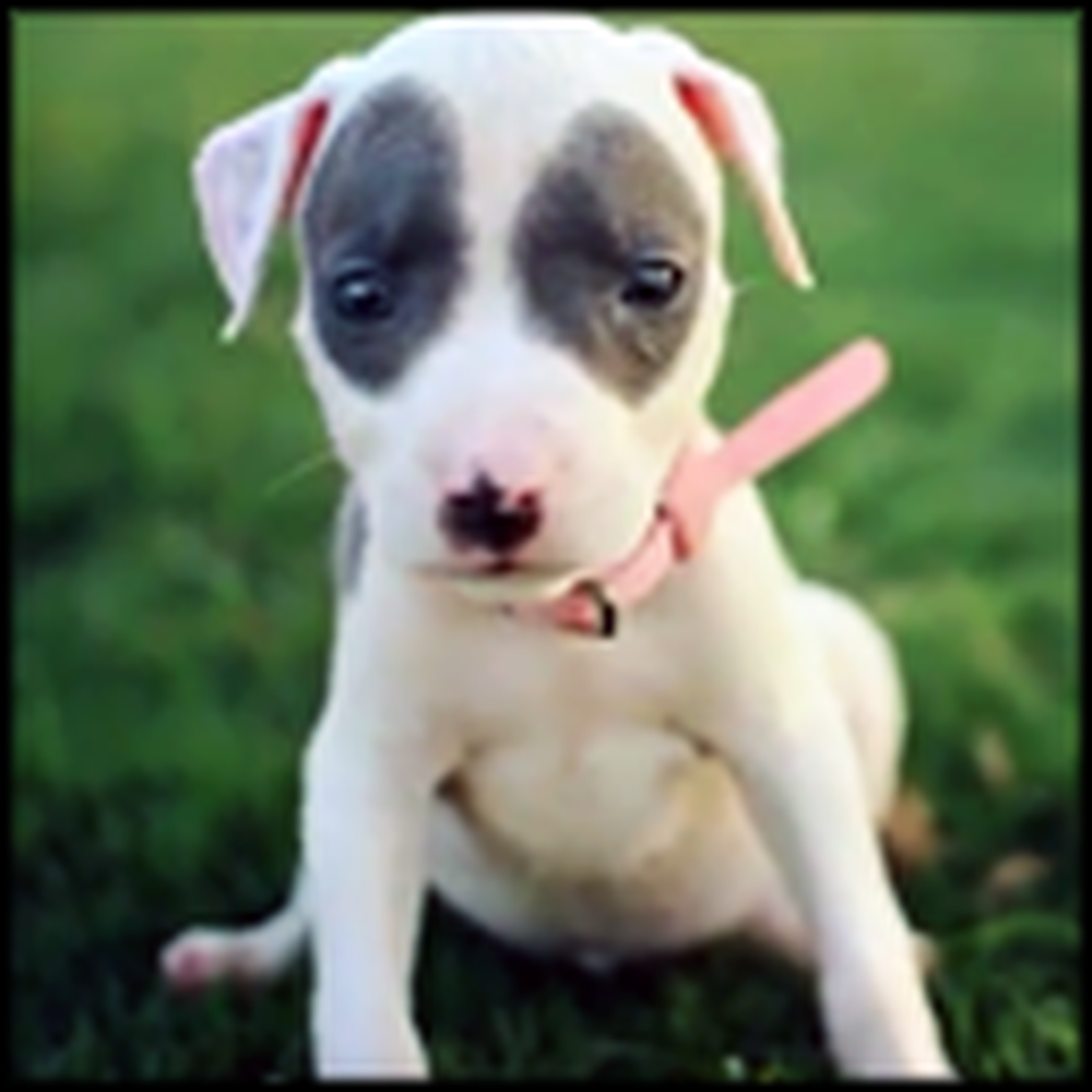 Beautiful Pitbull Puppy Plays in the Park
