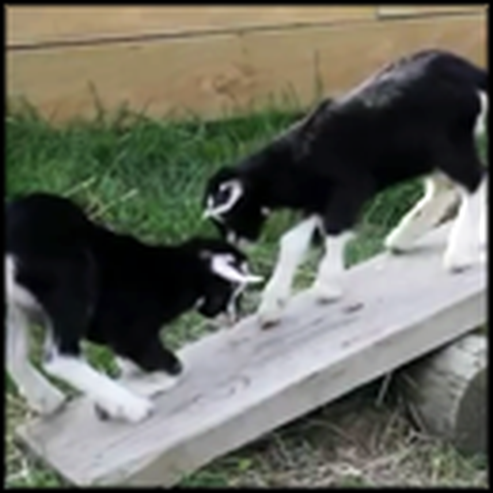 One Day Old Baby Goats Discover a See Saw - Aww