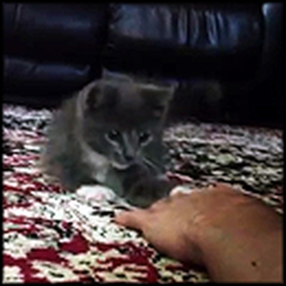 Shy Kitten Learns How to Play with his Owner - Aww