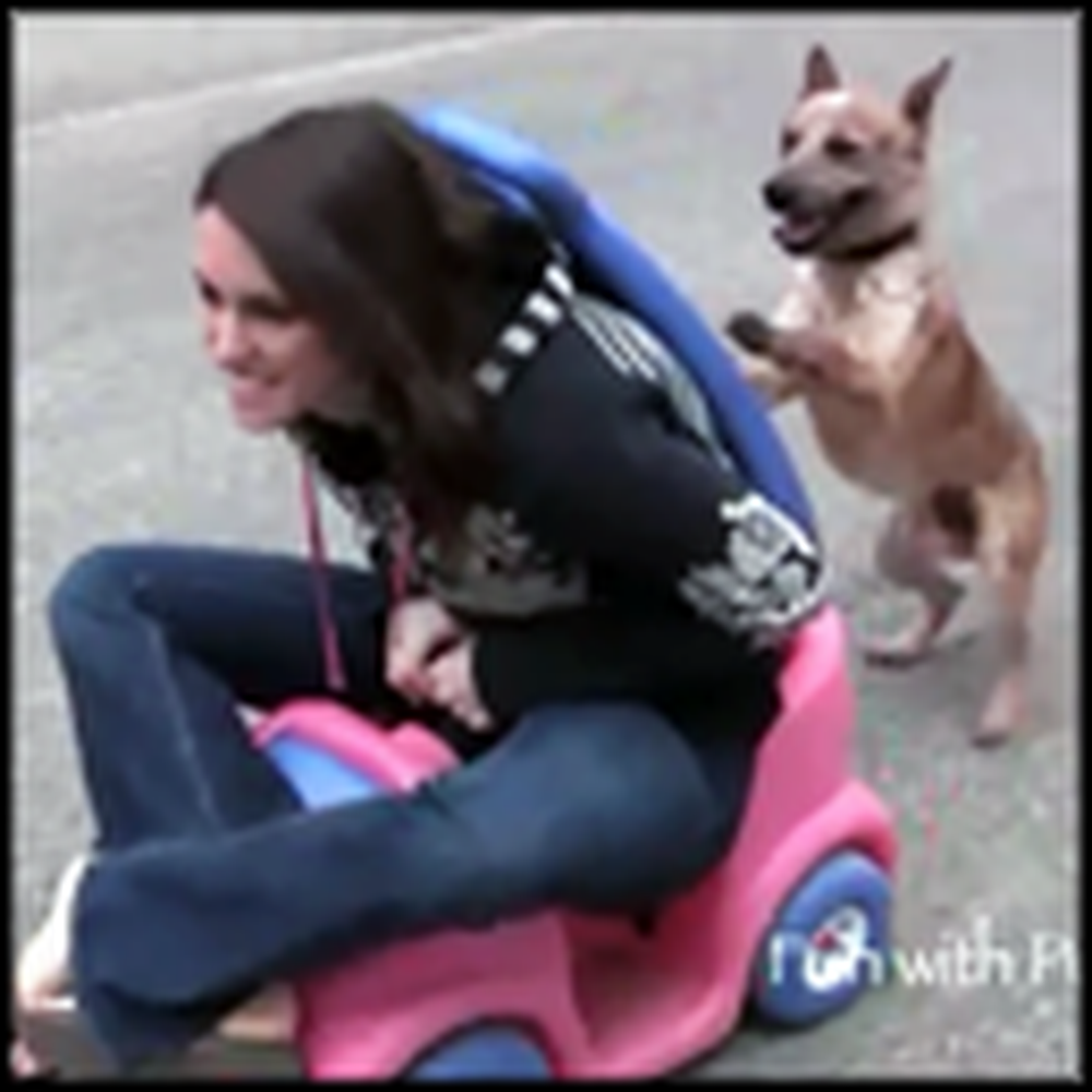 Funny Dog Pushes his Owner in a Stroller 