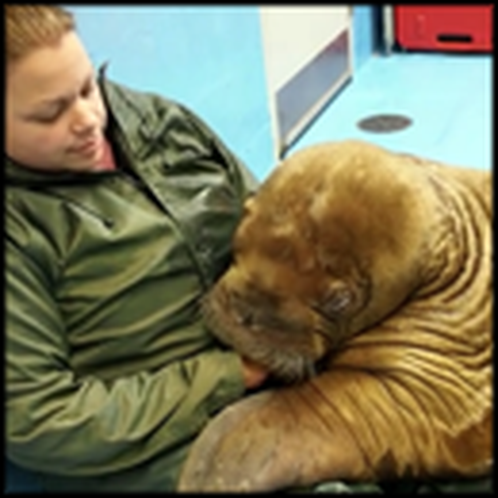 The Rescue of 2 Adorable Orphaned Walruses
