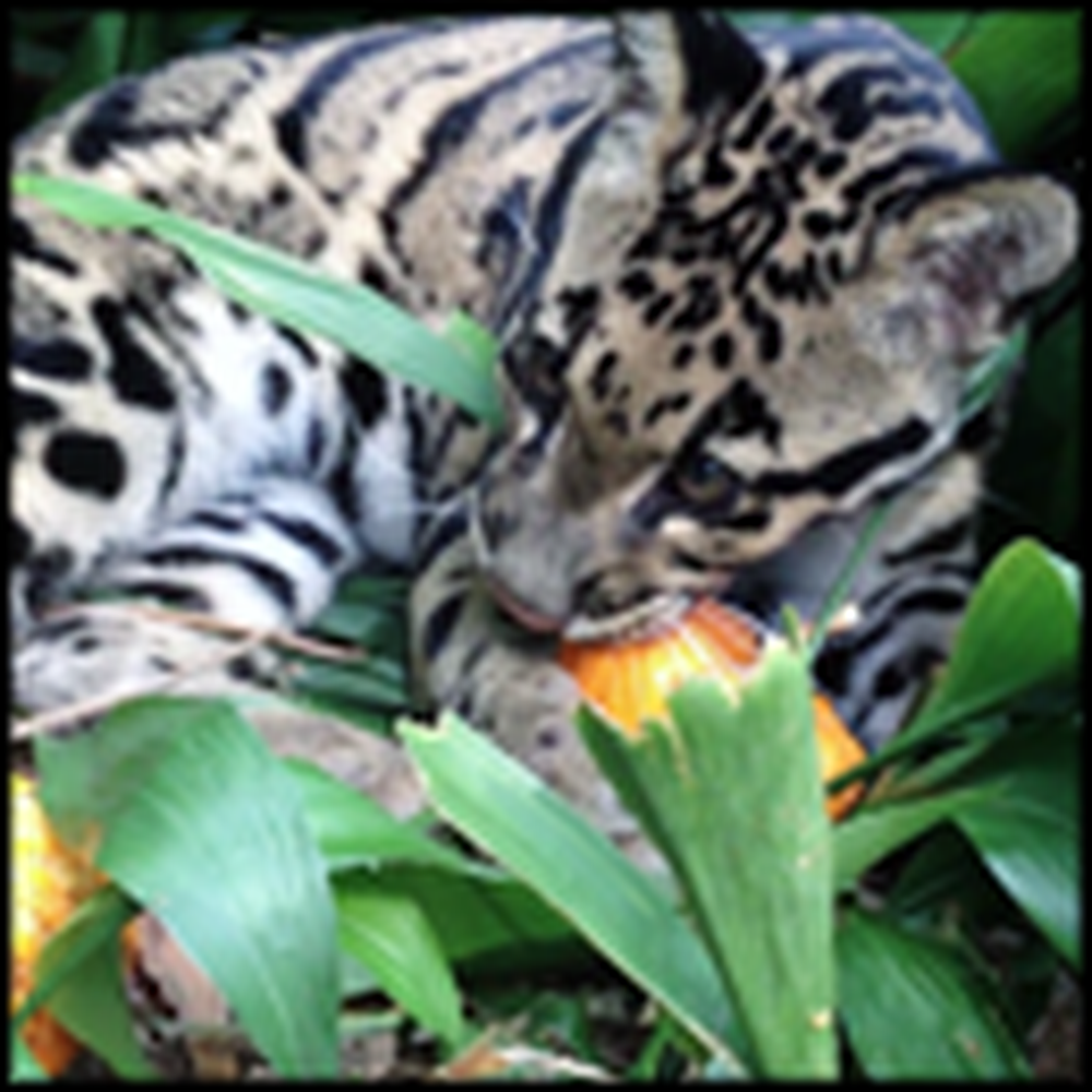 This is How a Leopard Cub Carves a Pumpkin - So Cute