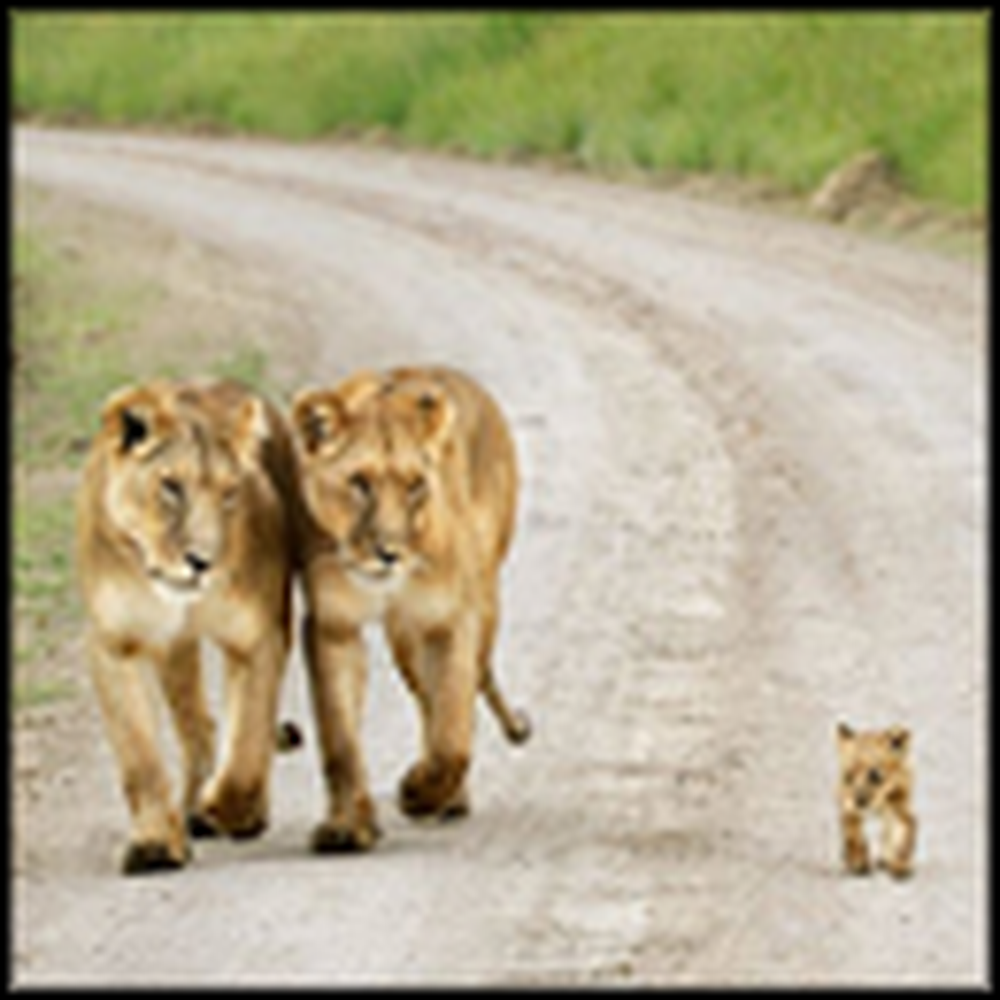 Cute Lion Family Goes for a Walk Together