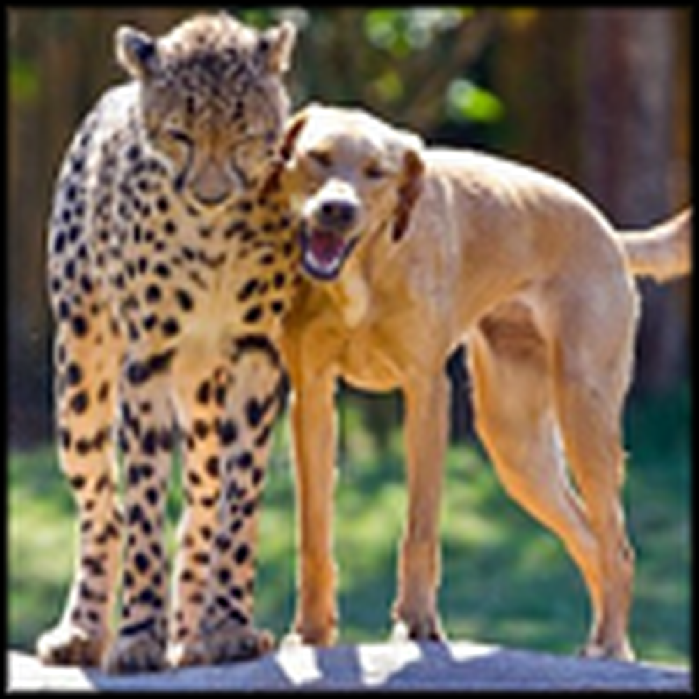 Cheetah and Dog are Raised as Brothers - and Best Friends