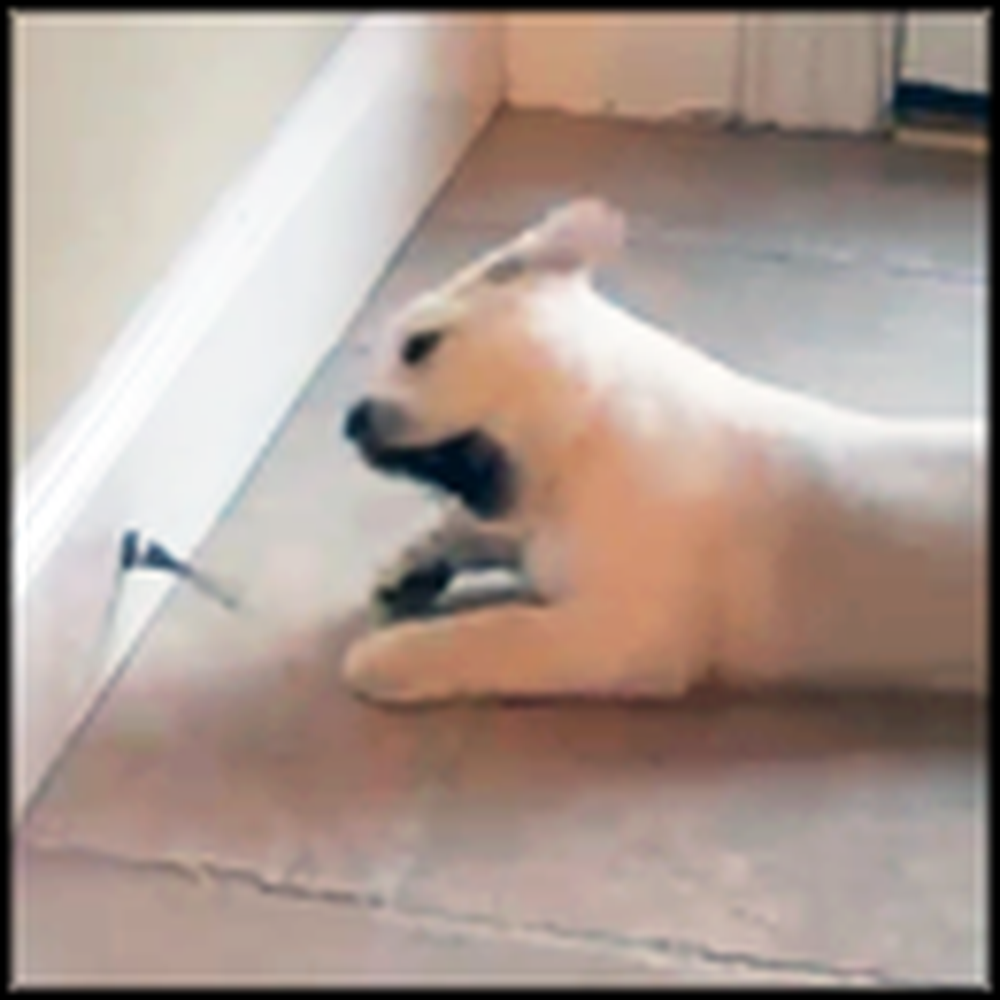 Cute Lab Puppy Discovers a Door Stop - What He Does is Adorable
