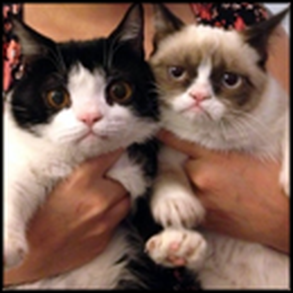 2 Grumpy Cats That Took the Internet by Storm