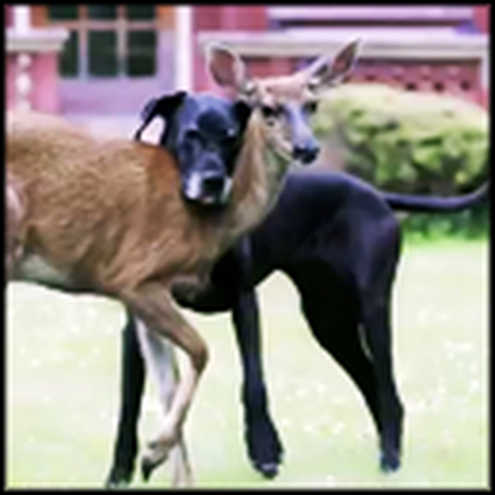 Dog and Deer Share a Bond You Won't Believe