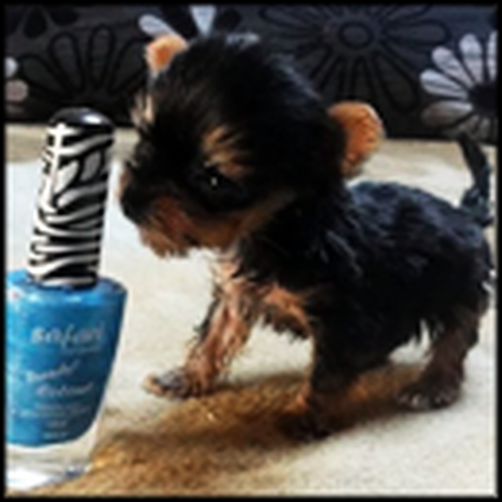 Smallest Dog in the World Will Win Your Heart