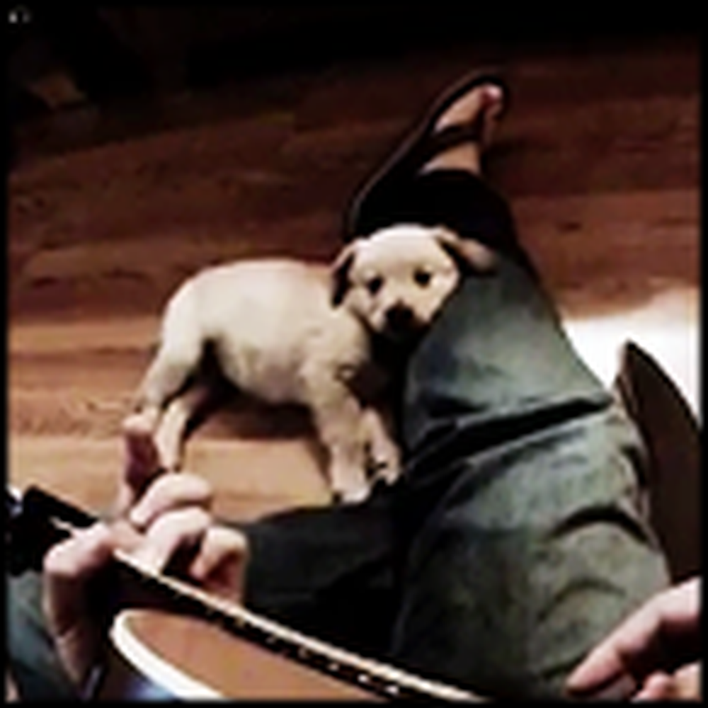 Golden Retriever Puppy Loves it When His Owner Plays Guitar
