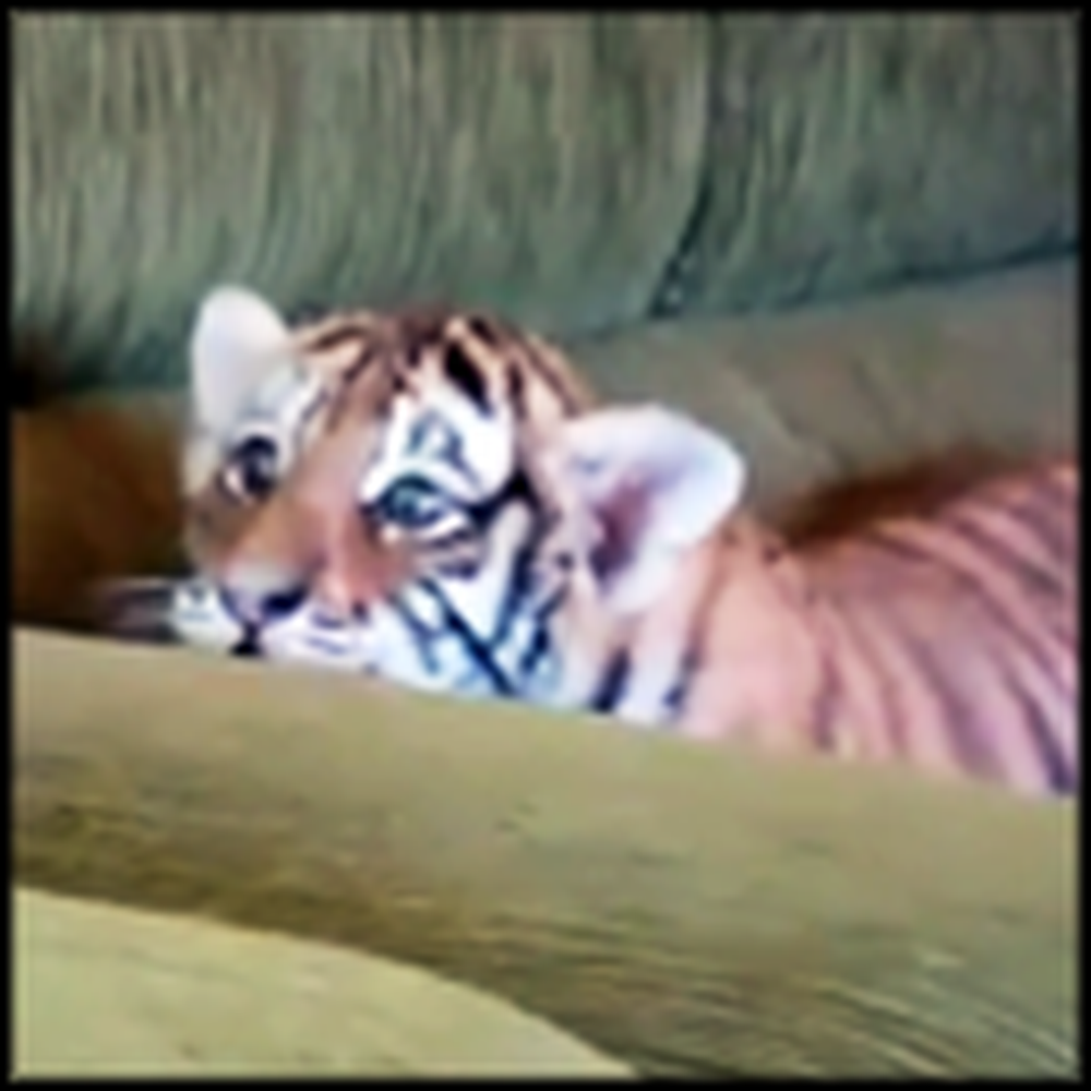 Adorable Tiger Cub Plays So Cute With Puppy