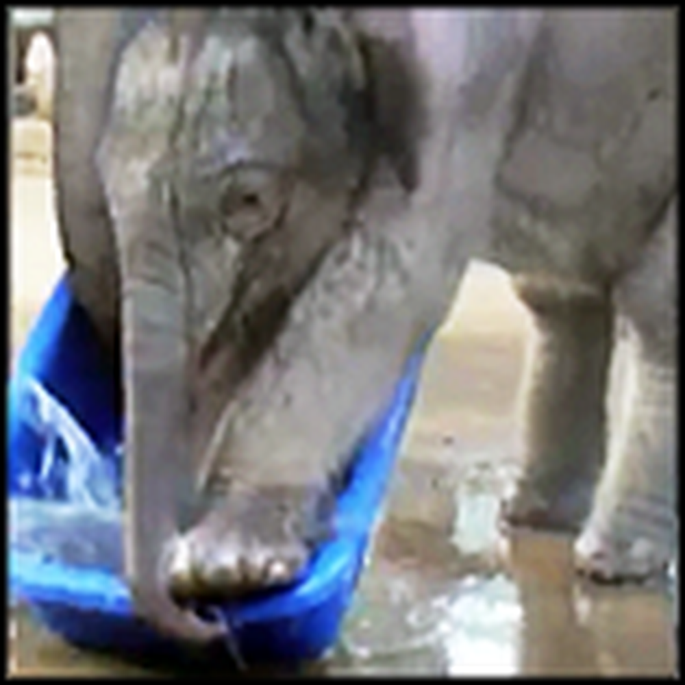 Adorable Baby Elephant Plays In Water For The First Time