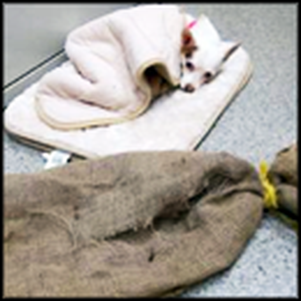 Abused Dog in a Burlap Sack Gets Saved from the Side of a Road