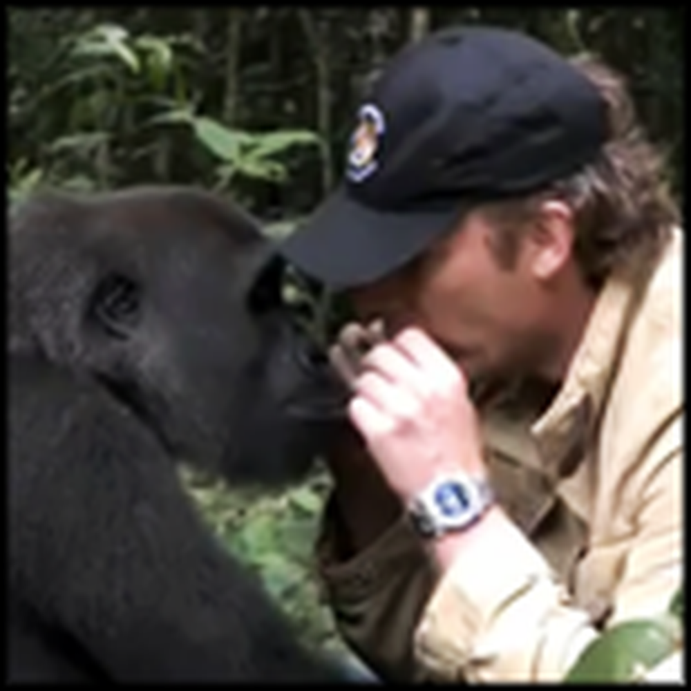 Man Reunites With Wild Gorilla He Raised - So Touching