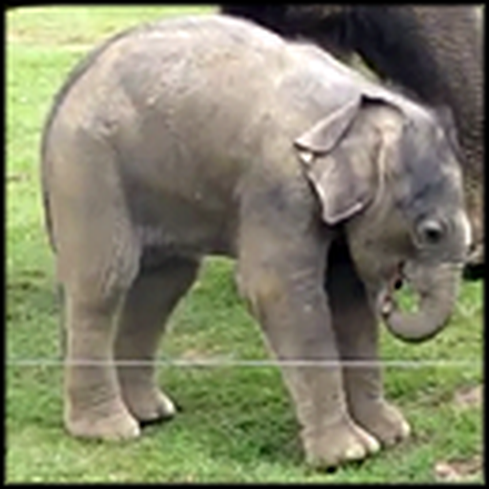Cute Baby Elephant Tries To Take First Steps - and Steps on His Trunk