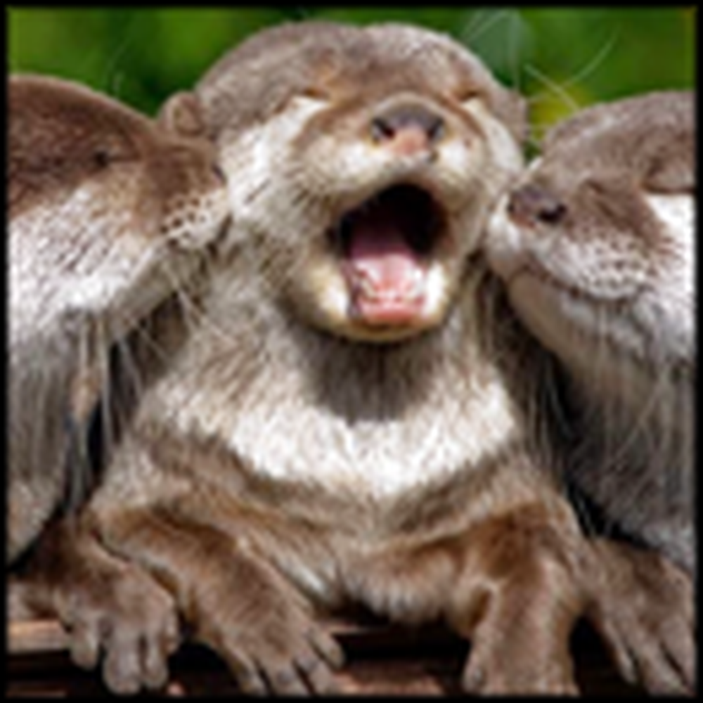 Group of Excited Otters are Just Too Cute