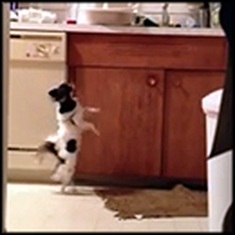 Happy Dog Will Do Anything for Leftovers - Even Dance