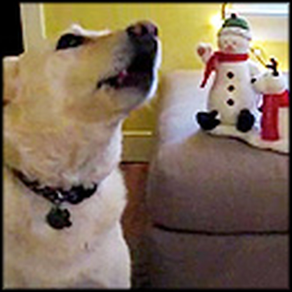 Dog Does the Cutest Thing When Jingle Bells Starts Playing