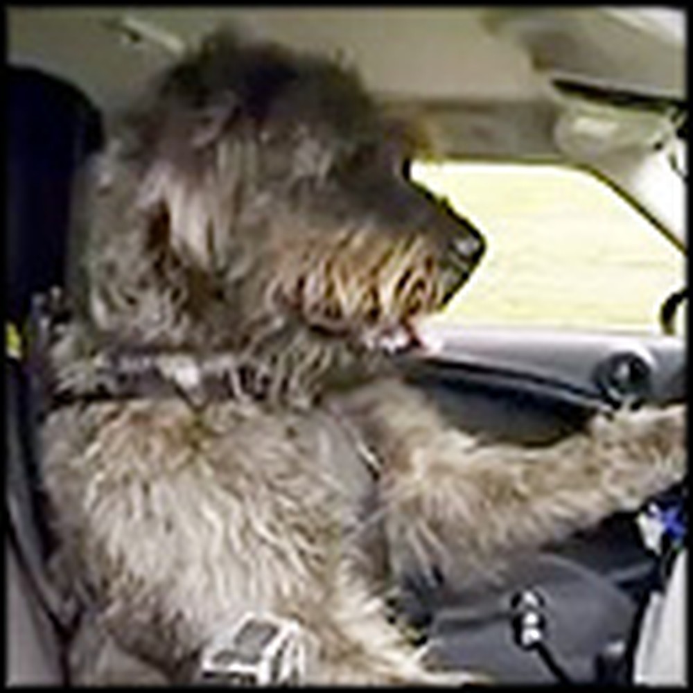 Trained Dogs Do Something Absolutely Amazing - Drive