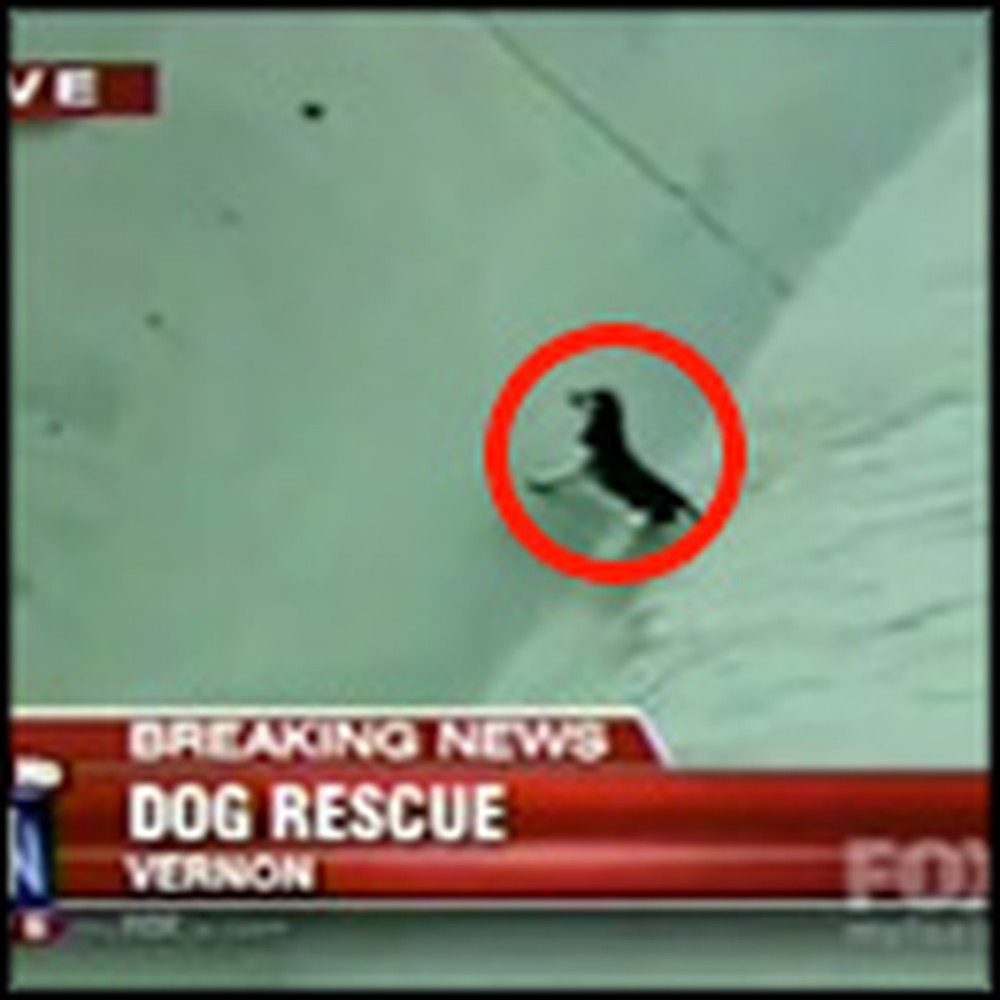 Dramatic Rescue of a Dog in Danger Caught on Tape