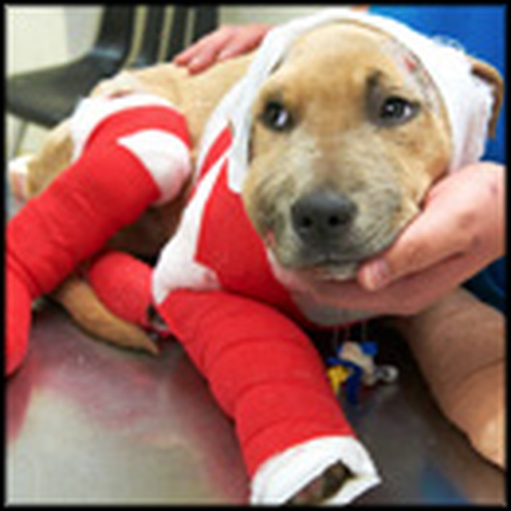 Miraculous Rescue of a Tortured Pit Bull Puppy