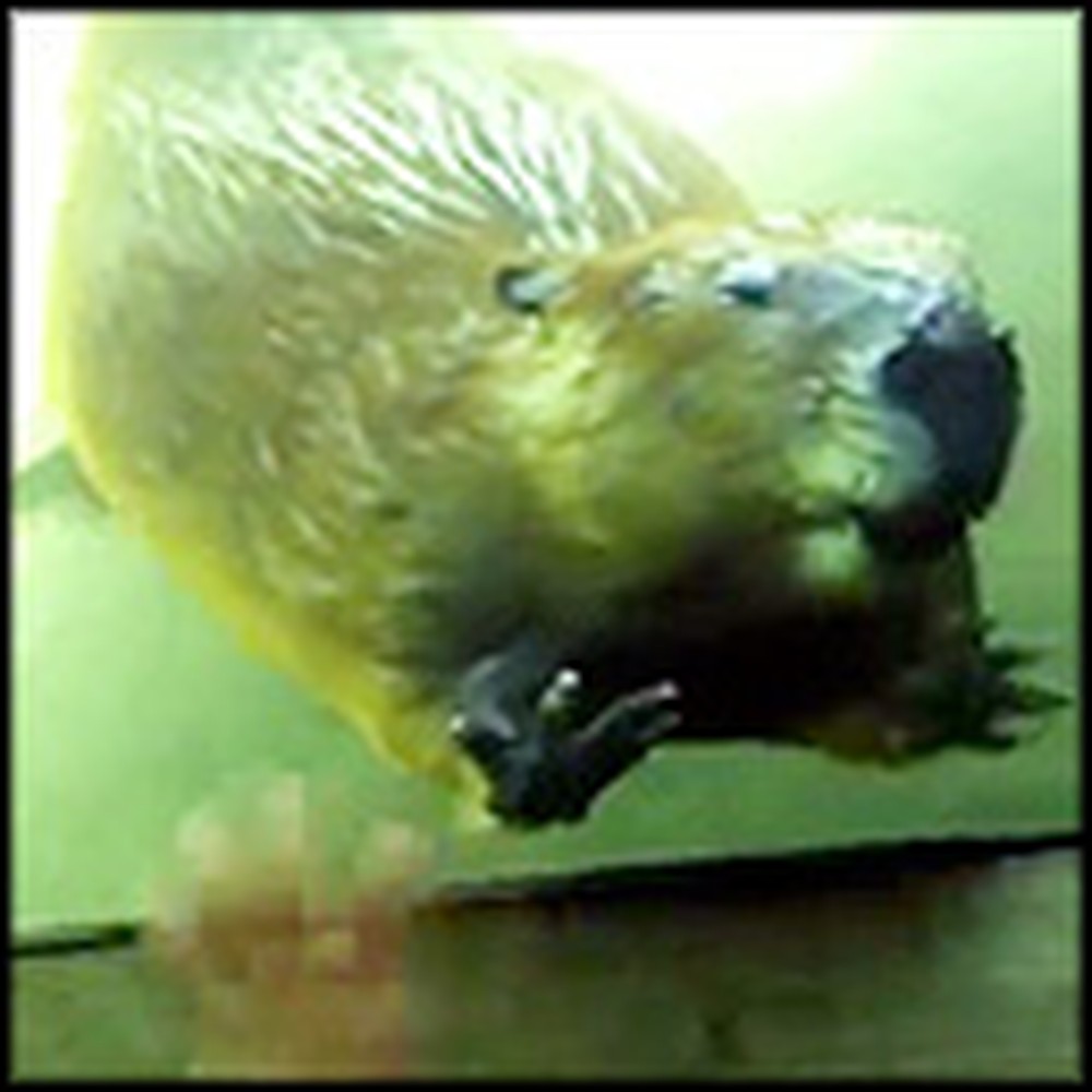 Beaver Does Something Surprisingly Cute at a Zoo