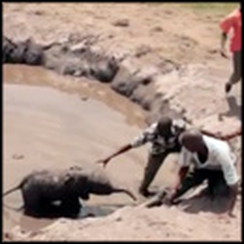 Baby Elephant Gets Rescued From a Terrible Fate