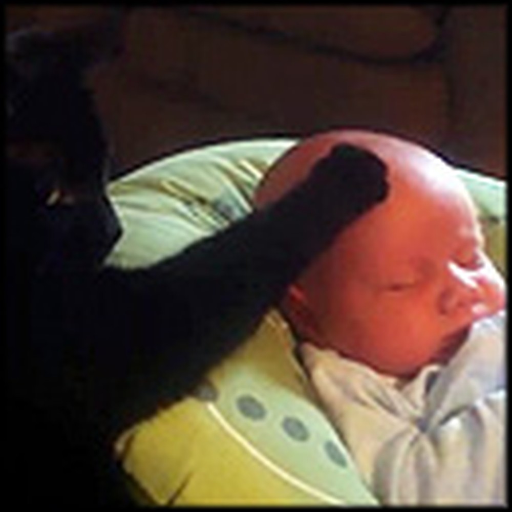 Crying Baby is Comforted by a Compassionate Cat