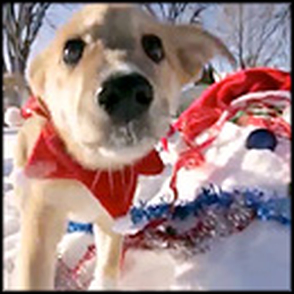 Adorable Christmas Puppies Frolick in the Snow