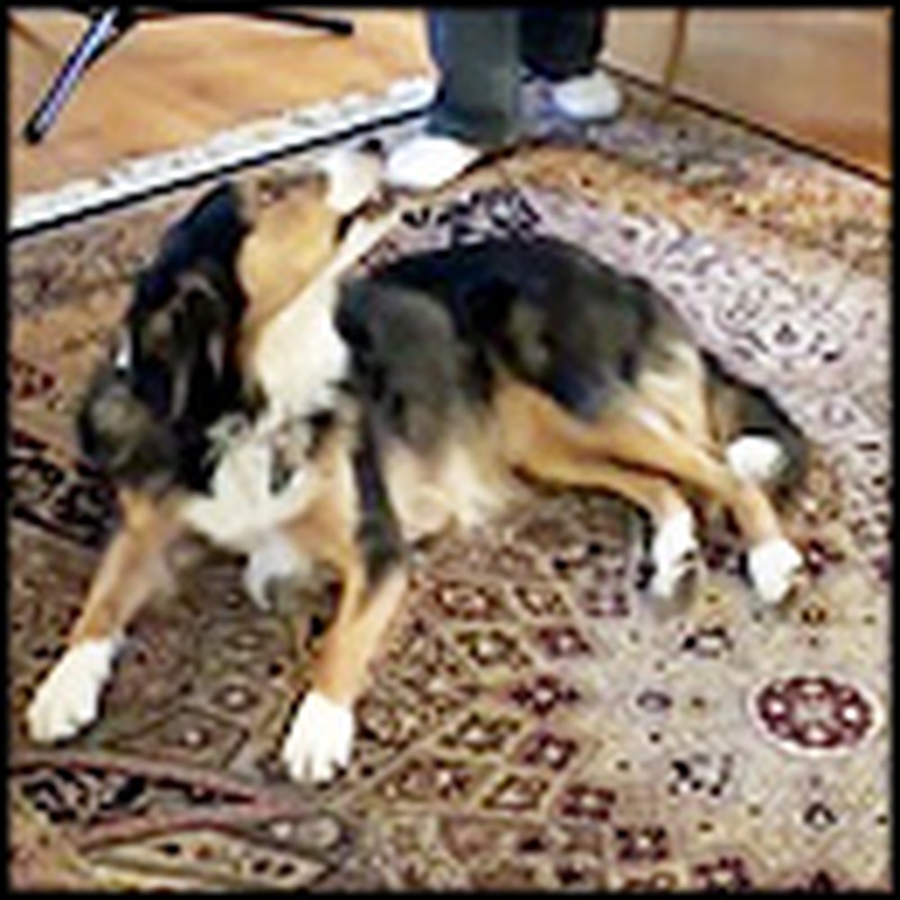 Dog Does The Neatest Thing When Auld Lang Syne is Played