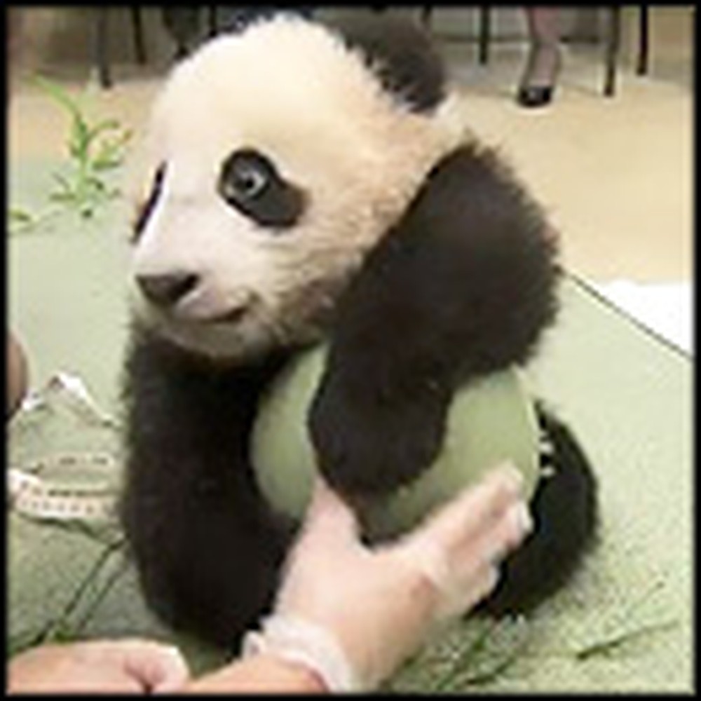 Rare Footage of a Newborn Panda Bear Playing