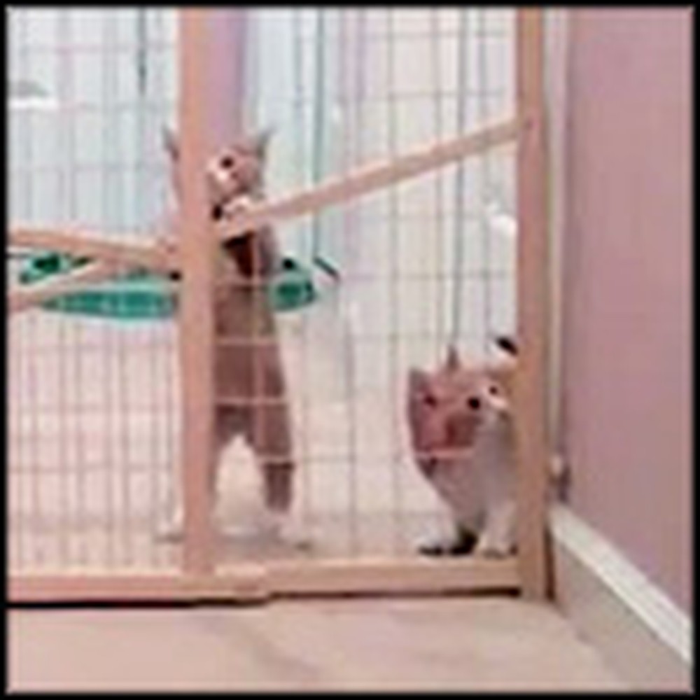 2 Adorable Kittens Make the Escape of the Century