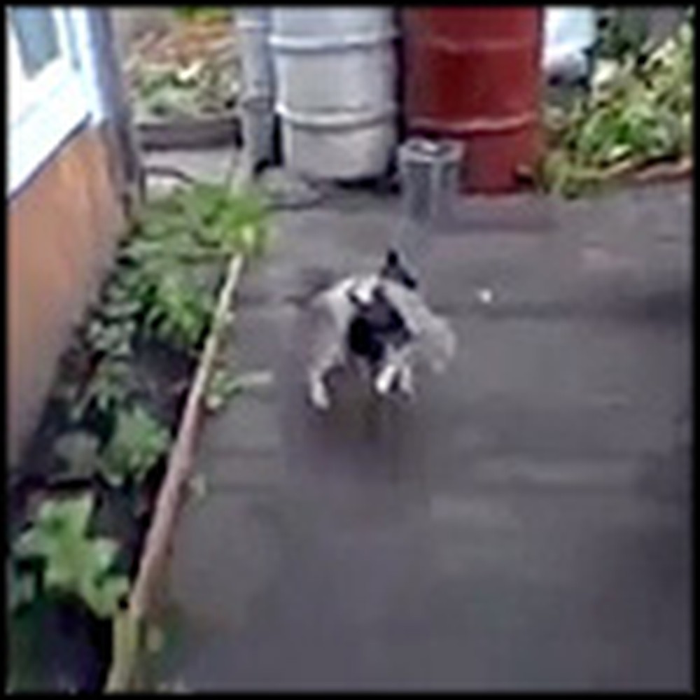 Adorable Dog Gives His Cat Buddy a Lift