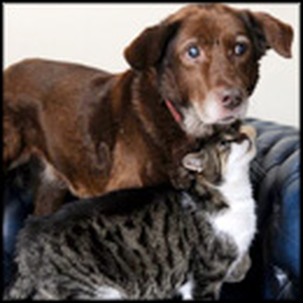 Stray Cat Becomes the Best Friend of a Blind Dog