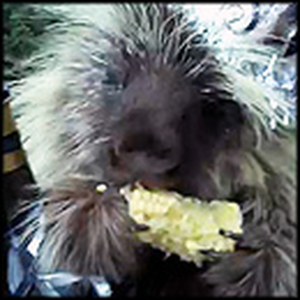 Friendly Porcupine Celebrates the New Year in The Cutest Way