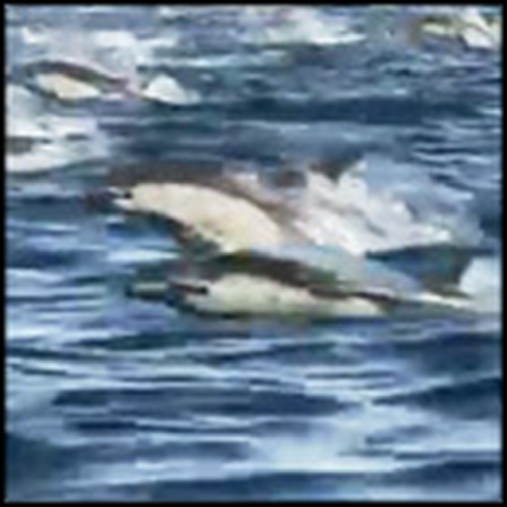 Stampede of Dolphins is an Amazing Display of God's Creation