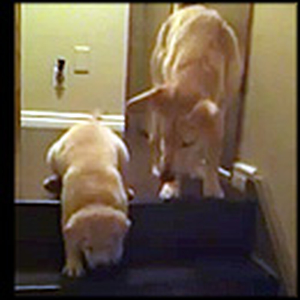 Helpful Dog Teaches a Puppy How to Go Down Stairs