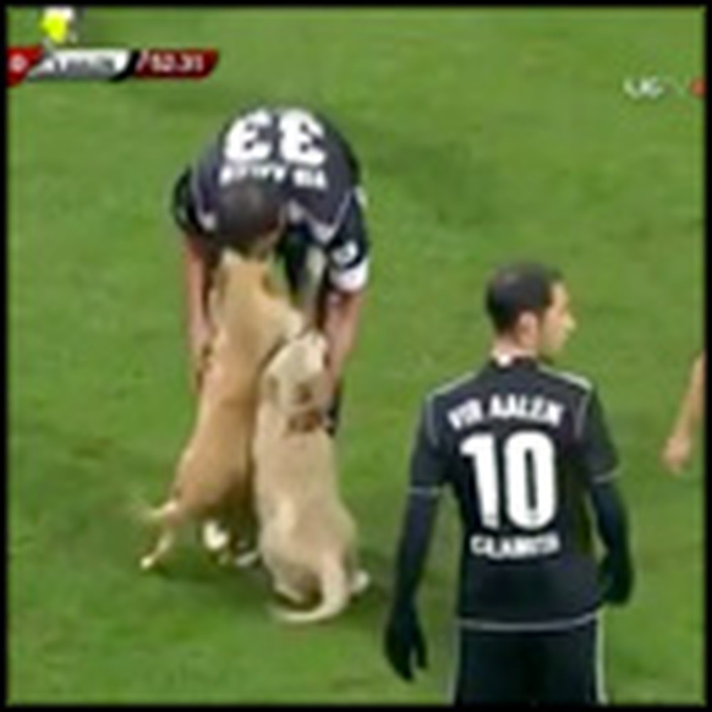 2 Golden Retrievers Interrupt a Soccer Game in the Cutest Way
