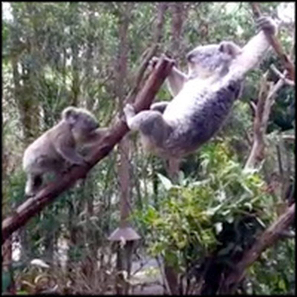 Mother Koala Comes to her Baby's Rescue